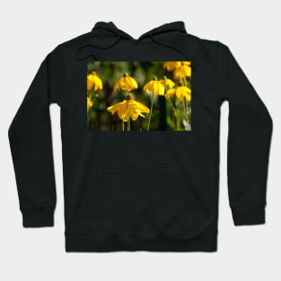 Flowering yellow coneflower Hoodie